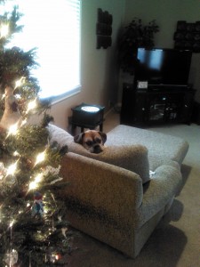 Beau loved sitting in this position as he could keep an eye on me while I'm working in the kitchen.