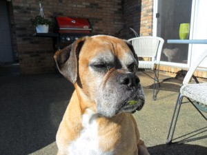 Beau and his morning Green Smoothie