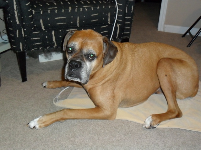 beau the boxer on the floor